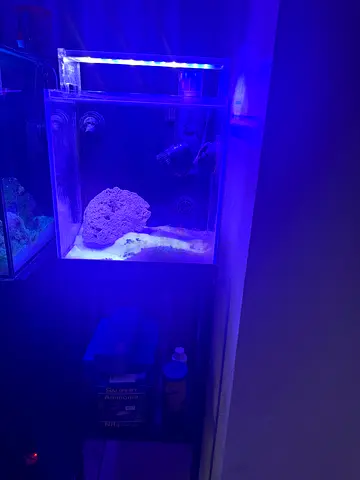 Small reef/saltwater nano aquarium with LED lighting