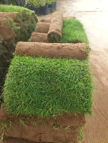 Fresh Rolled Turf/Sod - Ready for Laying (Bulk Available)