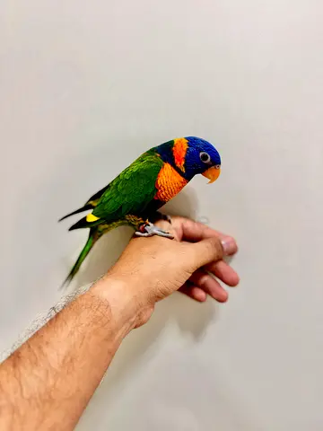 Hand-tame Rainbow Lorikeet — Friendly Pet Bird, Ready to Bond