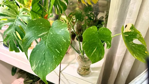 Monsterra Constellation & Maranta Prayer Plant For Sale