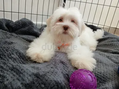 Fines type puppy
