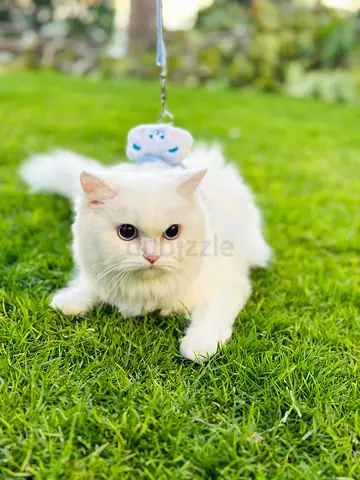 Cute cats for free adoption