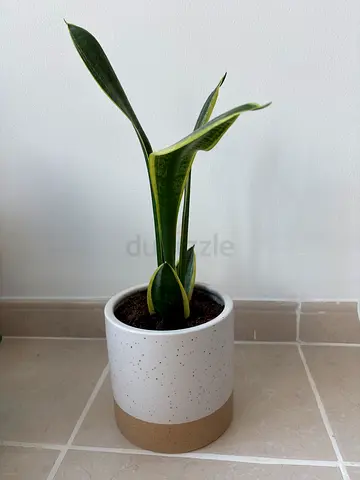 Plant with ceramic pot