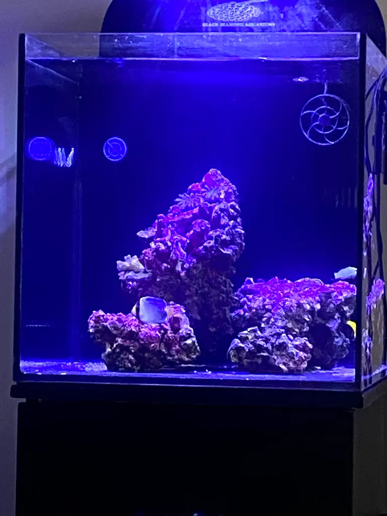 DPV_View_Image_1