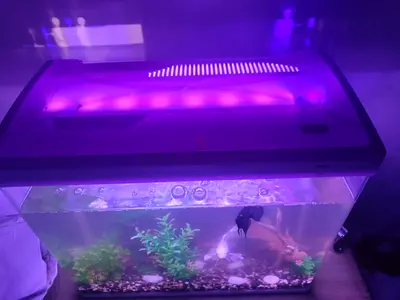 Complete Aquarium Setup with Fish – AED 300