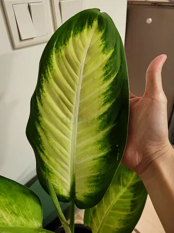 Dumb Cane - Indoor Plant