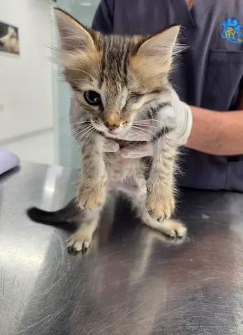Cat for adoption