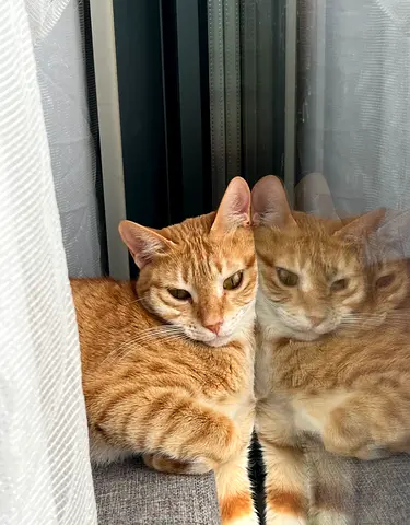 Cat for adoption