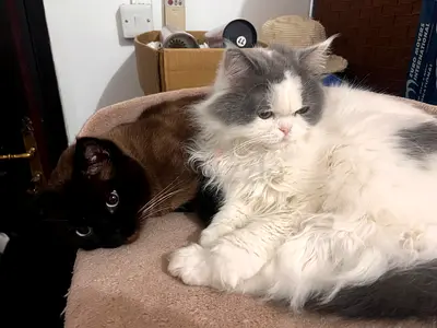 Cat for rehome