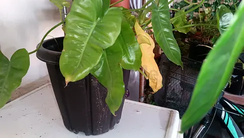 Healthy indoor philodendron in black nursery pot