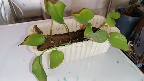 Small rectangular indoor planter with pothos plant