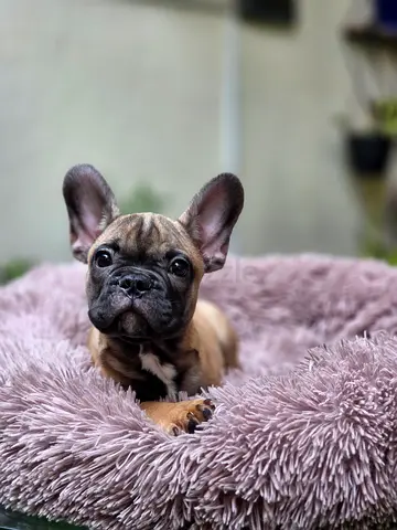 Male French bulldog puppy