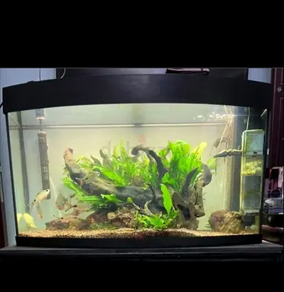 Hot Deal!! JOWEL Aquarium 180L (Fish Tank +Accessories & Equipments)