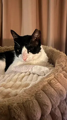 FREE Adoption – Mike | Beautiful Arabian Mau | Looking for Furever Home