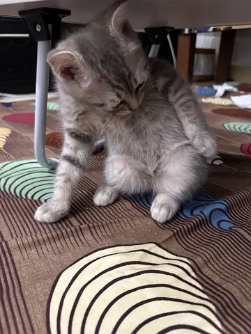 Beautiful Persian Male Cats absolutely free adoption