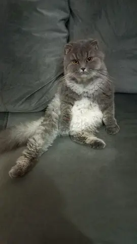 Free adoption for cat