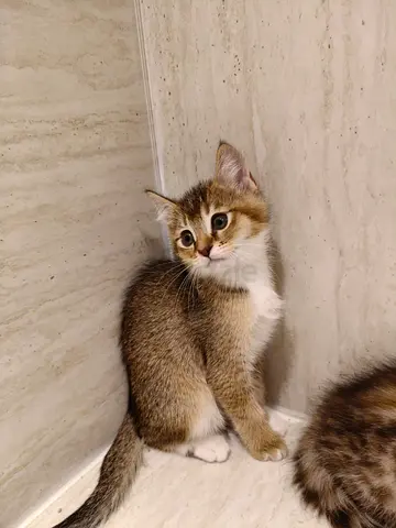 Friendly kitten looking for a home - approx. 3 months old