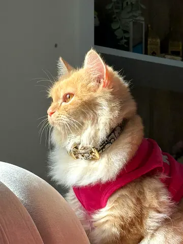 Free Beautiful cats for adoption