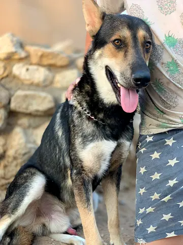 ⭐ German Shepherd ⭐ male - 11 months old, ready to find his new home.