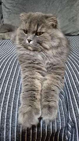 Free adoption for cat
