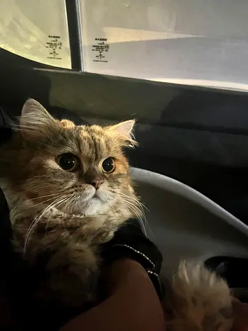 Female Persian Cat for Adoption ❗️