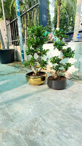 Pair of Small Bonsai Ficus Trees in Decorative Pots - Ready to Display