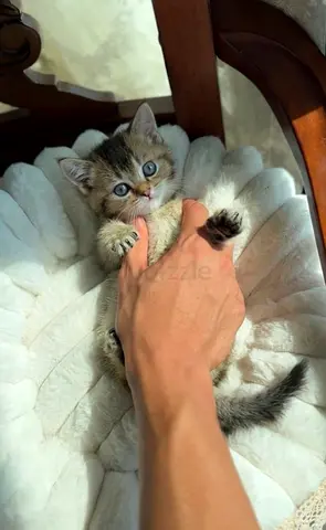 British Kittens