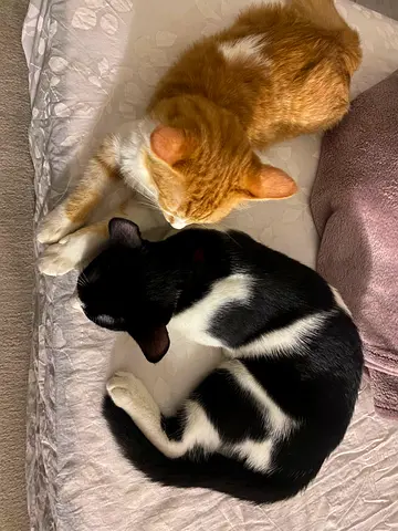 Two friendly indoor kittens looking for a new home (bonded pair)