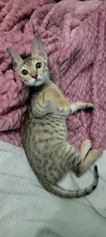 Tabby playful Female Kitten Mila for adoption