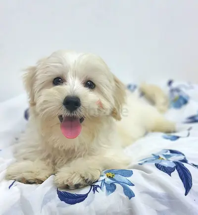 Friendly small white pup looking for a new home - well socialized