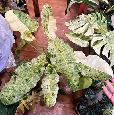Philodendron Paraiso Albo Variegated. Pickup near financial center metro. Delivery can be arranged