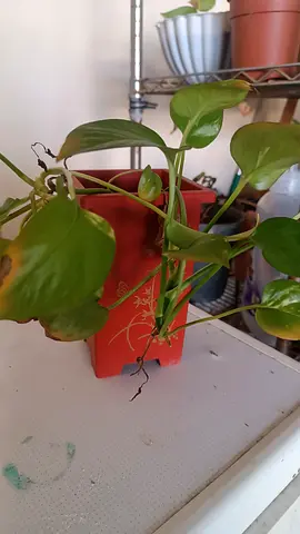Golden Pothos (Epipremnum) in Red Planter — Healthy trailing houseplant