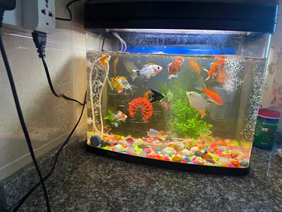 Aquarium Tank with full accessories and 21 Fishs
