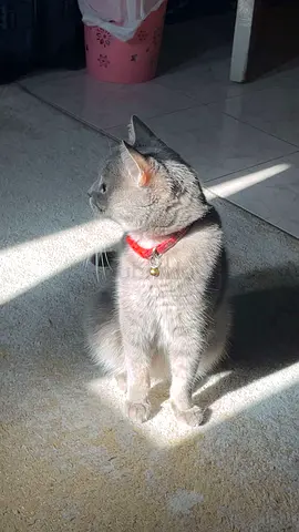 3 year old cat