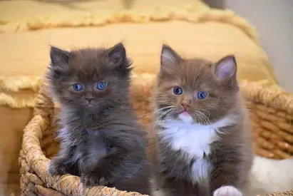 Pair of fluffy brown kittens looking for a home