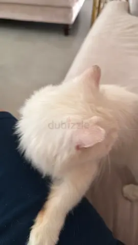 White Persian cat
