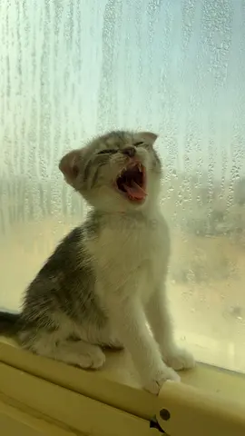 Cat for free adoption