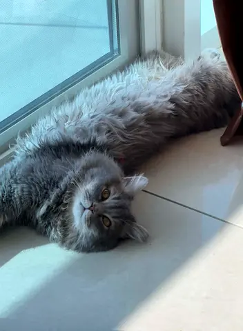 British Longhair Cat for Free Adoption