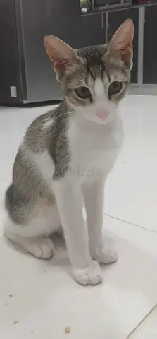2 Young male domestic shorthair kitten - Vaccinated - FREE ADOPTION