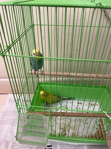 Pair of Budgies with Cage