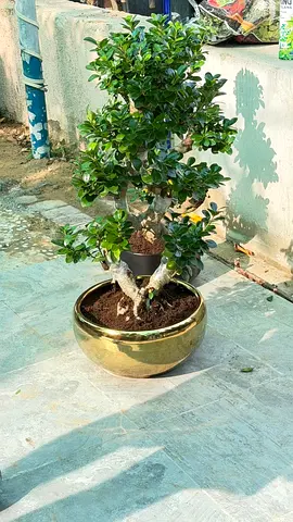 Bonsai Ficus Tree in Decorative Pots - Ready to Display