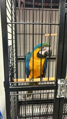 URGENT SALE 🦜 Premium Bird Cage Available | قفص طيور مميز متوفر 🦜