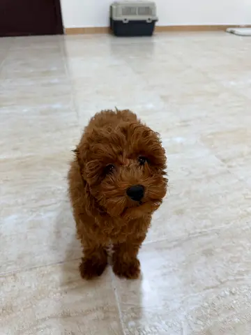 Tiny red toy poodle puppy - healthy, friendly