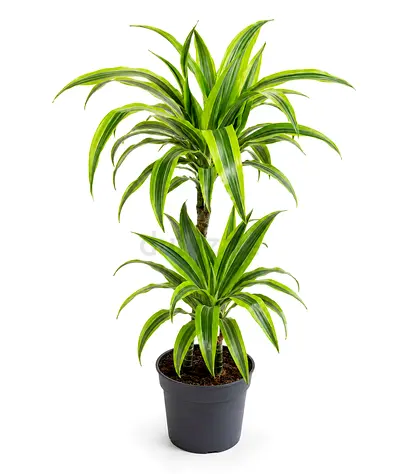 Viva Verda Dracaena Lemon Lime Indoor Plant in Plastic Pot UAE | Premium Live Indoor Plant