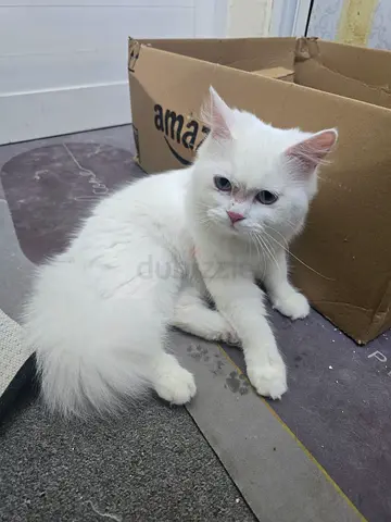 Young white Persian long-haired cat available for adoption