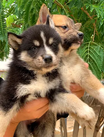 ⭐ Shiba Inu puppy ⭐ 3 months old, ready for its new home