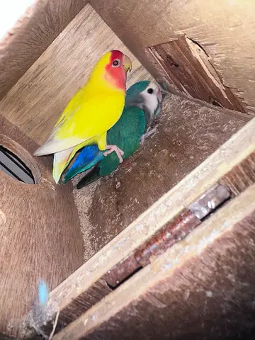 Love bird