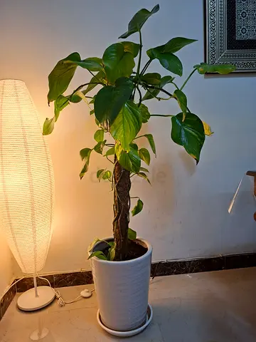 XL Potted GOLDEN Pothos (Epipremnum Aureum)