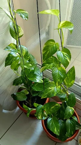 Money plant