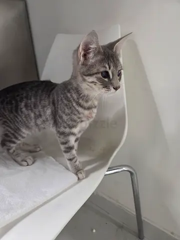 Cat for adoption